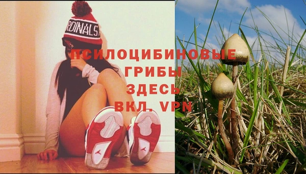 стаф Зерноград